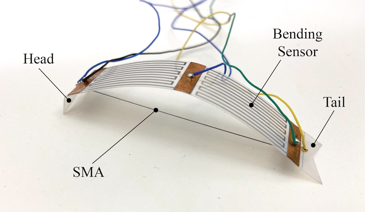 ESN for Soft Robots